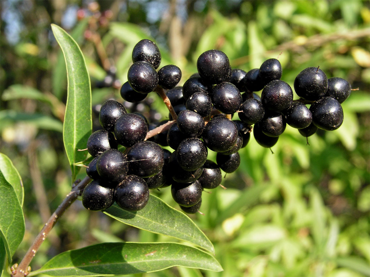 Ptačí zob obecný (Ligustrum vulgare L.)