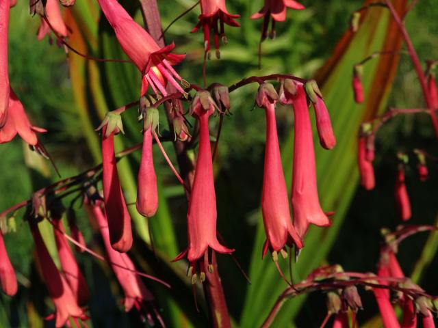 Phygelius capensis E. Mey. ex Benth.