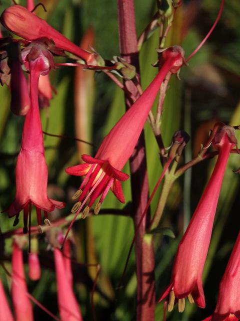 Phygelius capensis E. Mey. ex Benth.