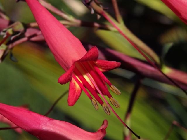 Phygelius capensis E. Mey. ex Benth.