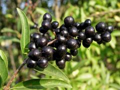 Ptačí zob obecný (Ligustrum vulgare L.)