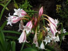 Křín (Crinum macowanii Baker)