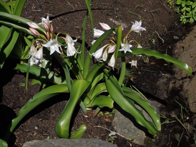 Křín (Crinum macowanii Baker)