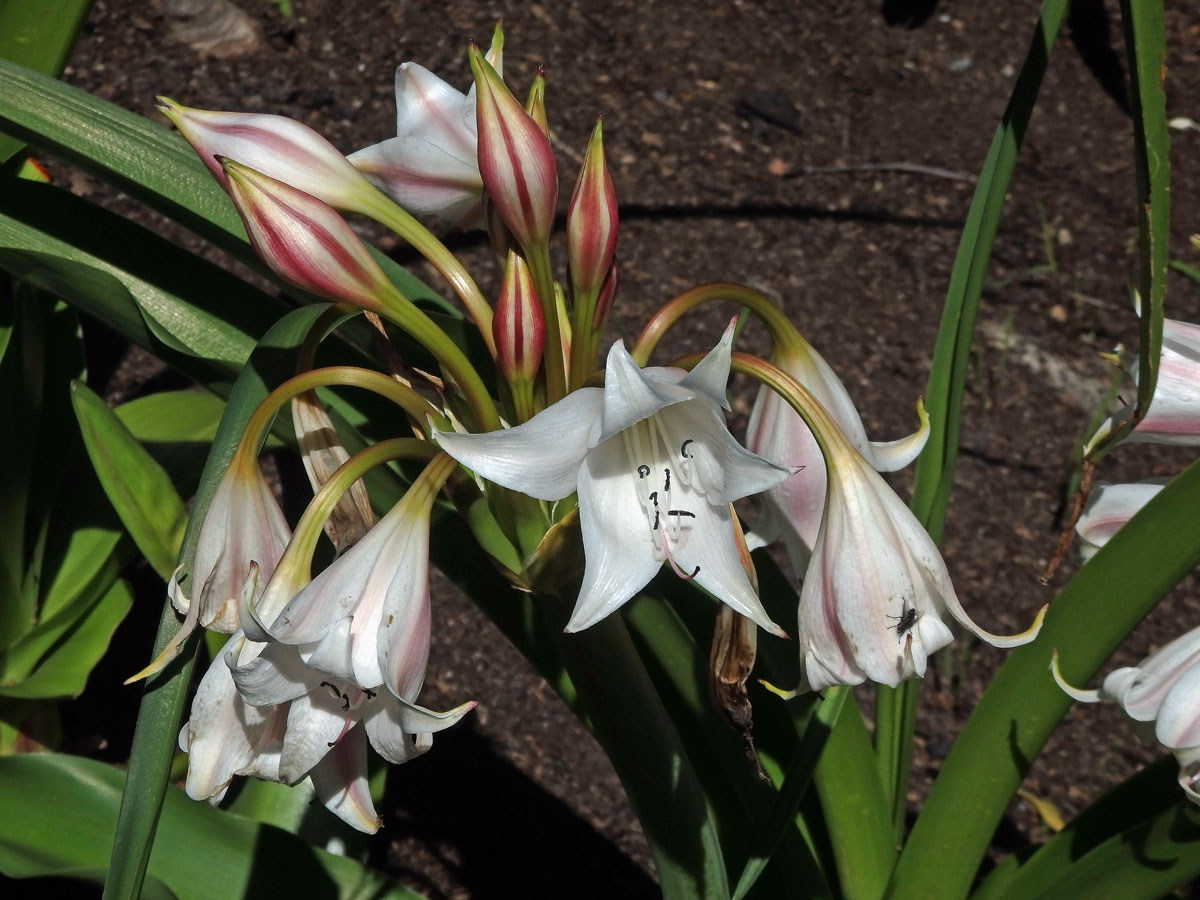 Křín (Crinum macowanii Baker)