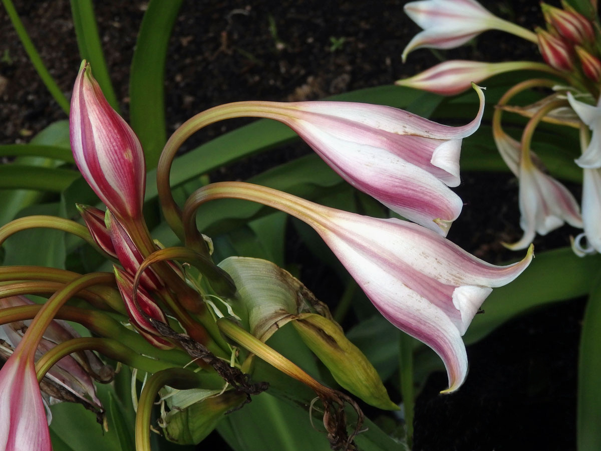 Křín (Crinum macowanii Baker)