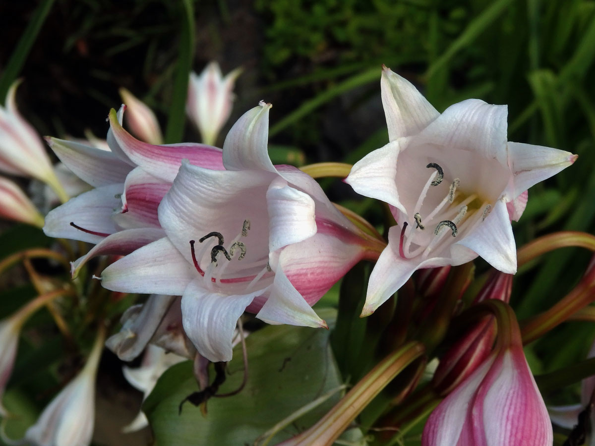 Křín (Crinum macowanii Baker)