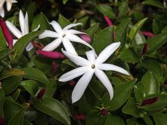 Jasmín (Jasminum multipartitum Hochst)