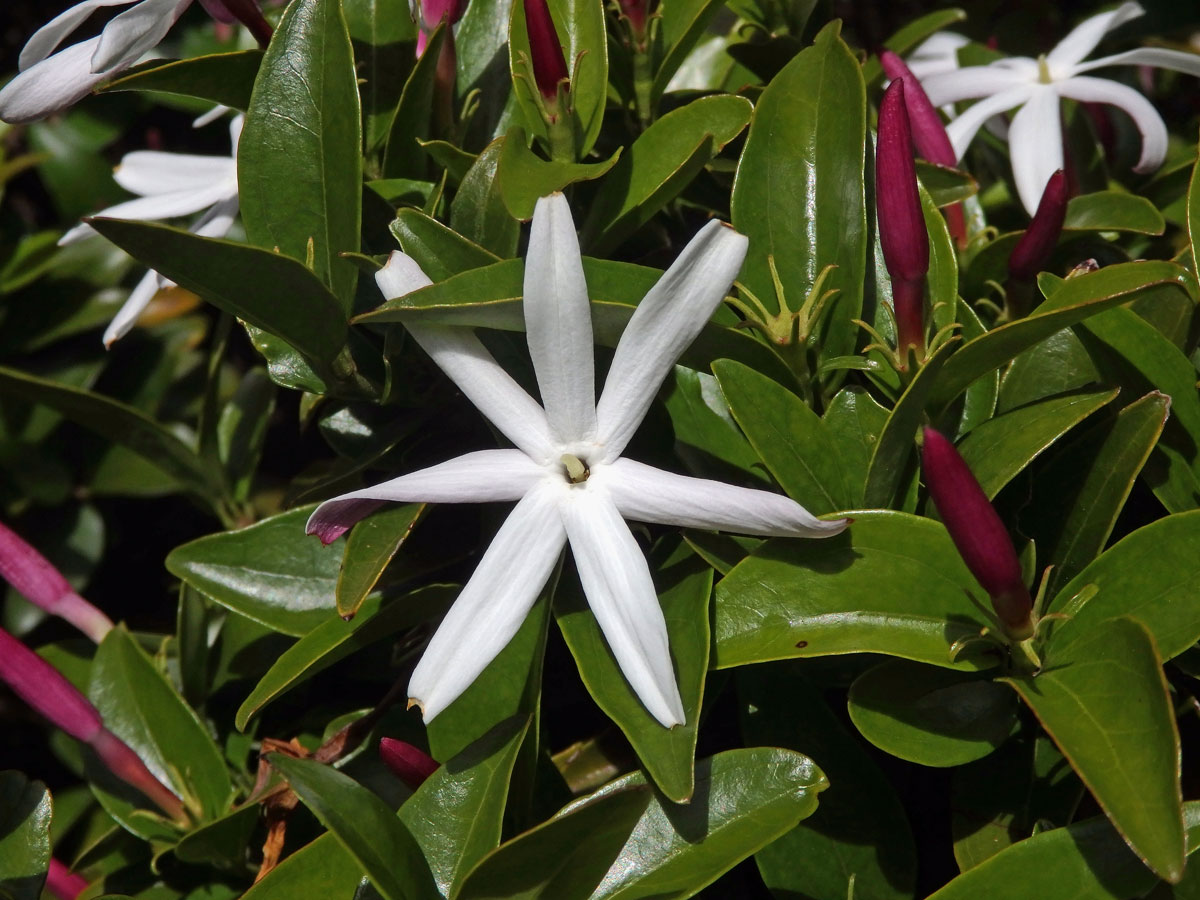 Jasmín (Jasminum multipartitum Hochst)