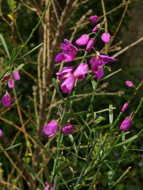 Vítod (Polygala lancifolia A. St.Hil. & Moq.)