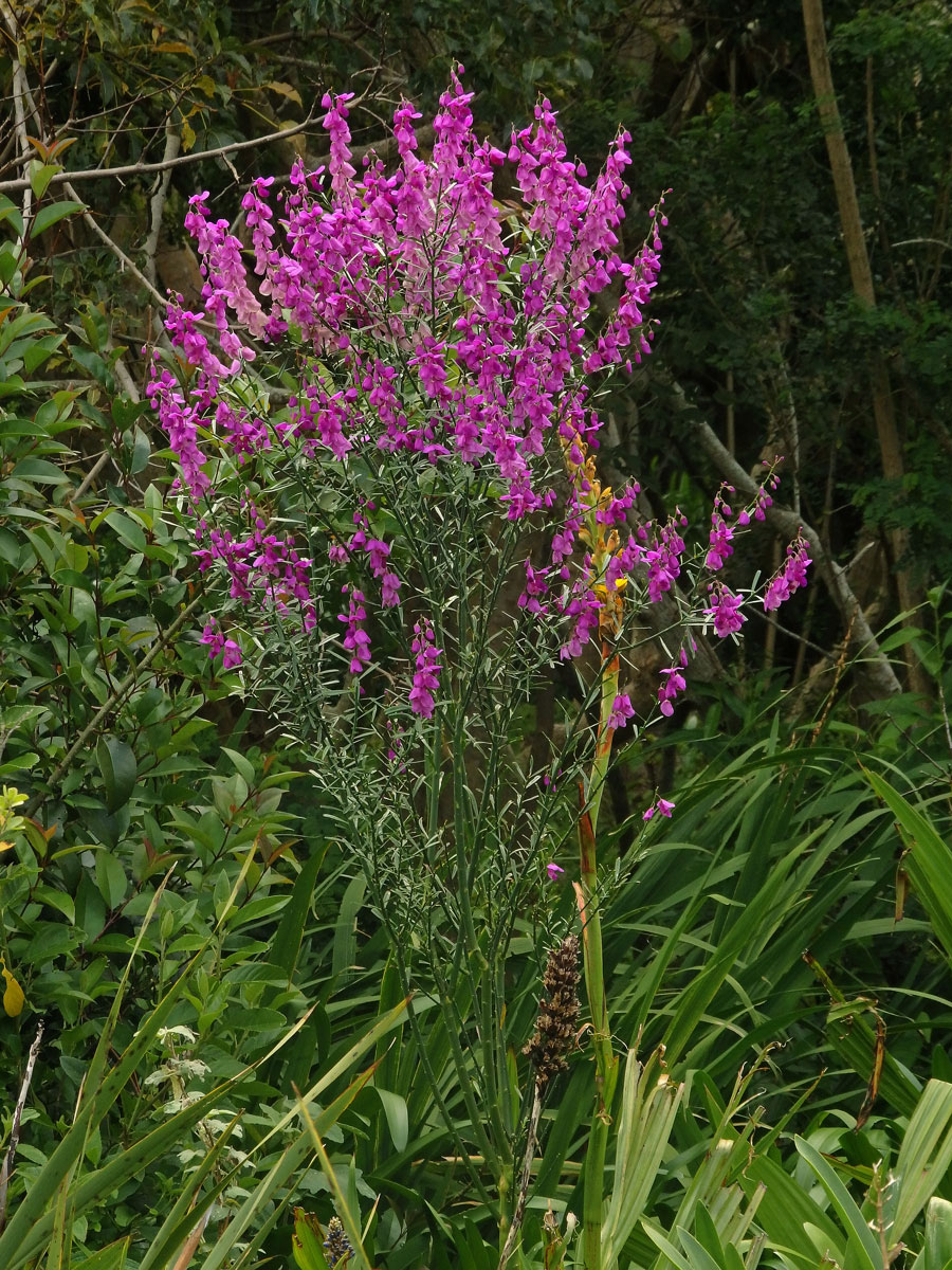 Vítod (Polygala lancifolia A. St.Hil. & Moq.)