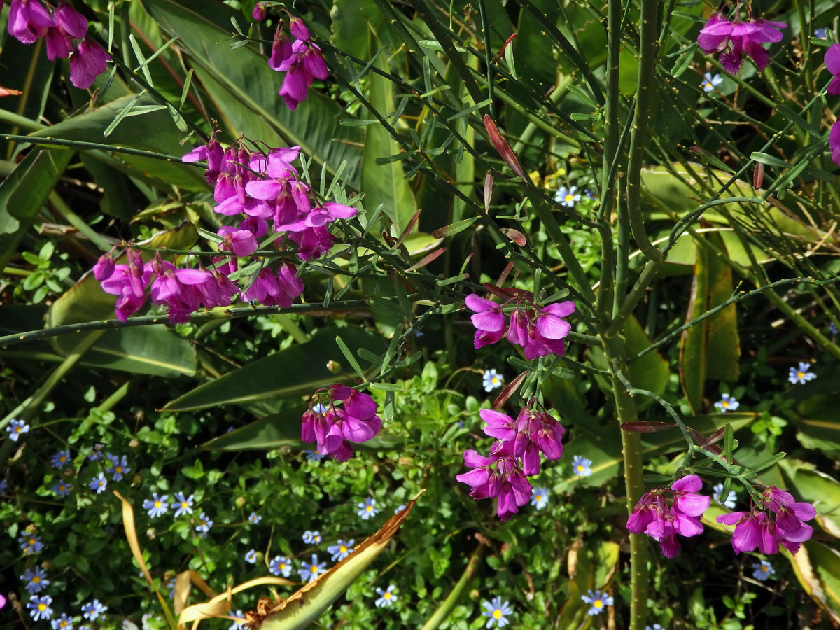 Vítod (Polygala lancifolia A. St.Hil. & Moq.)