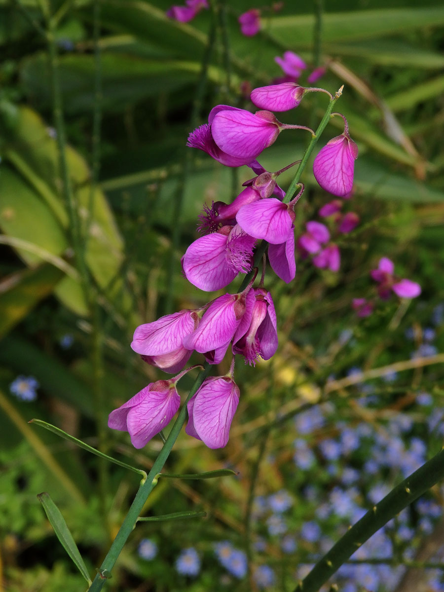 Vítod (Polygala lancifolia A. St.Hil. & Moq.)