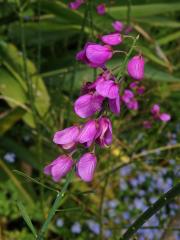 Vítod (Polygala lancifolia A. St.Hil. & Moq.)