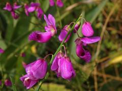 Vítod (Polygala lancifolia A. St.Hil. & Moq.)