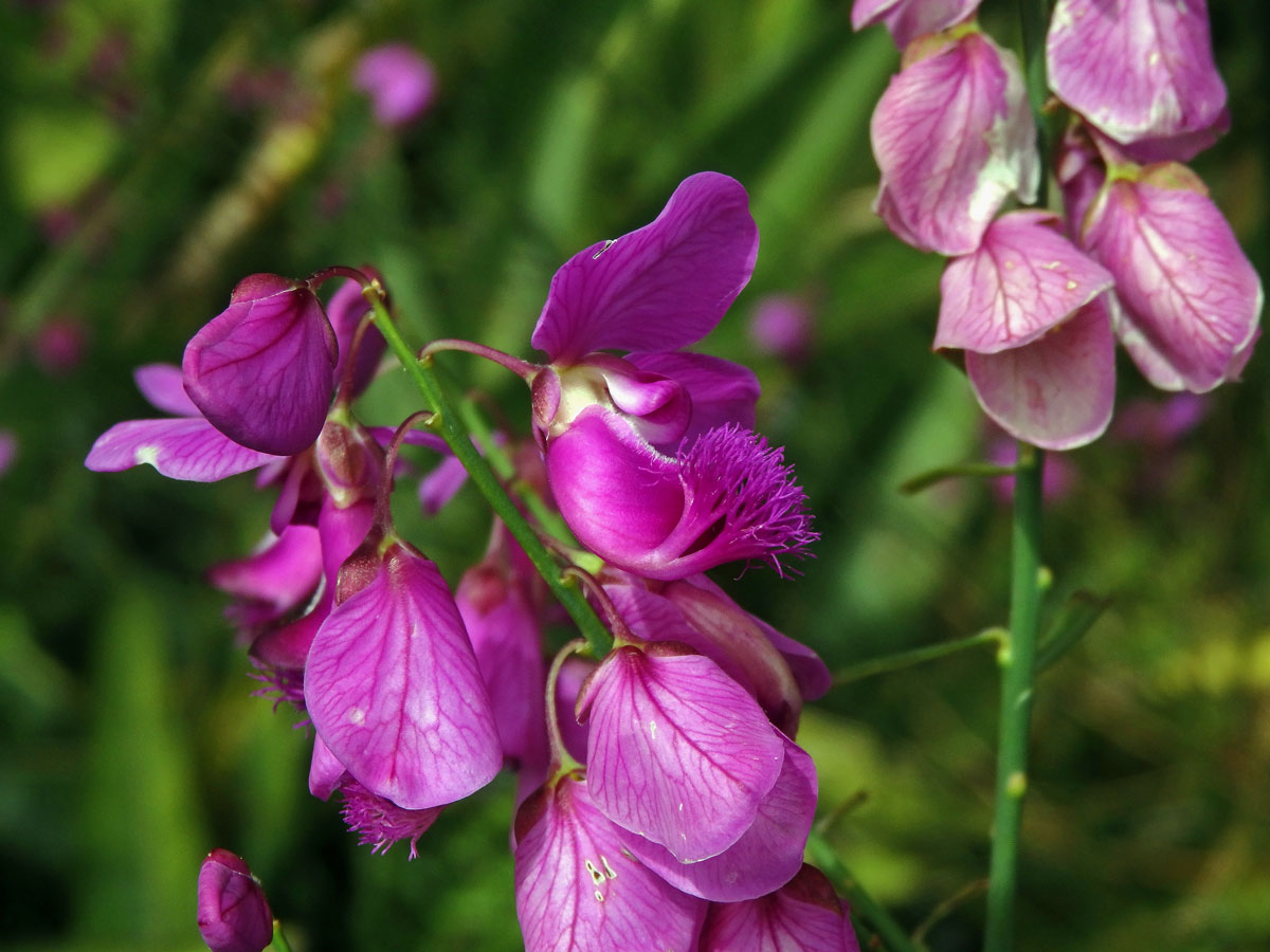 Vítod (Polygala lancifolia A. St.Hil. & Moq.)