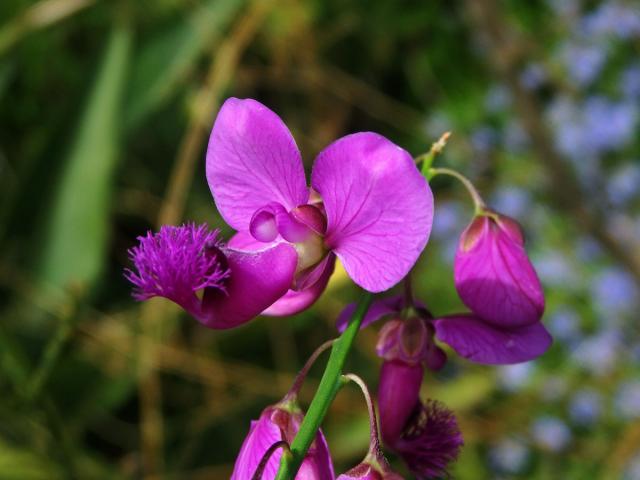 Vítod (Polygala lancifolia A. St.Hil. & Moq.)