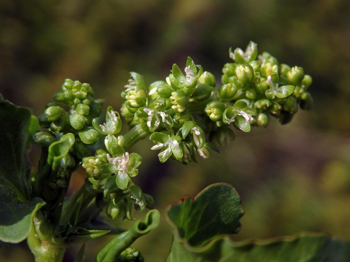 Emex spinosa (L.) Campd.