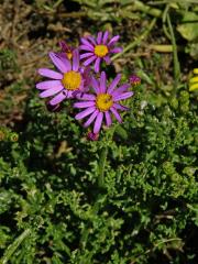 Starček (Senecio elegans L.)