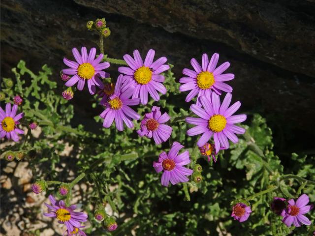 Starček (Senecio elegans L.)