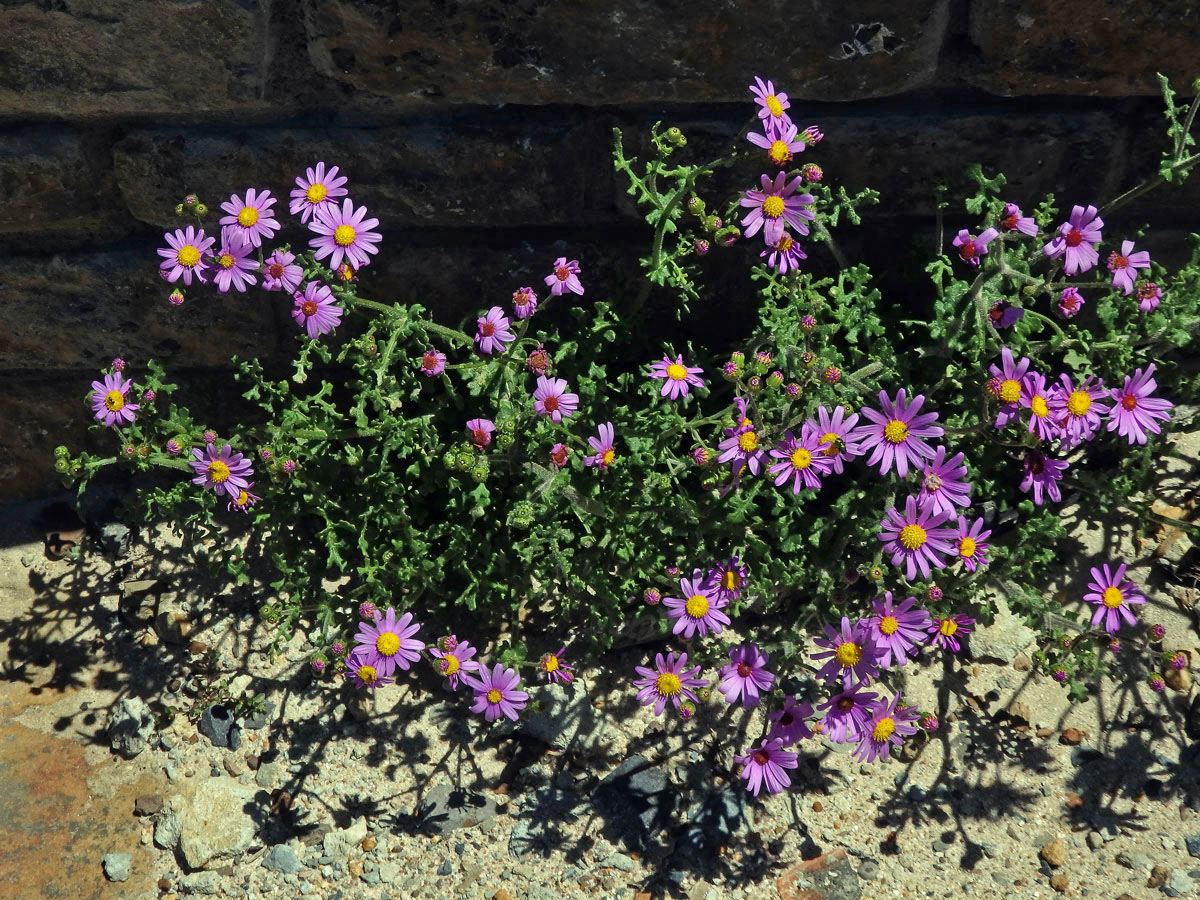 Starček (Senecio elegans L.)