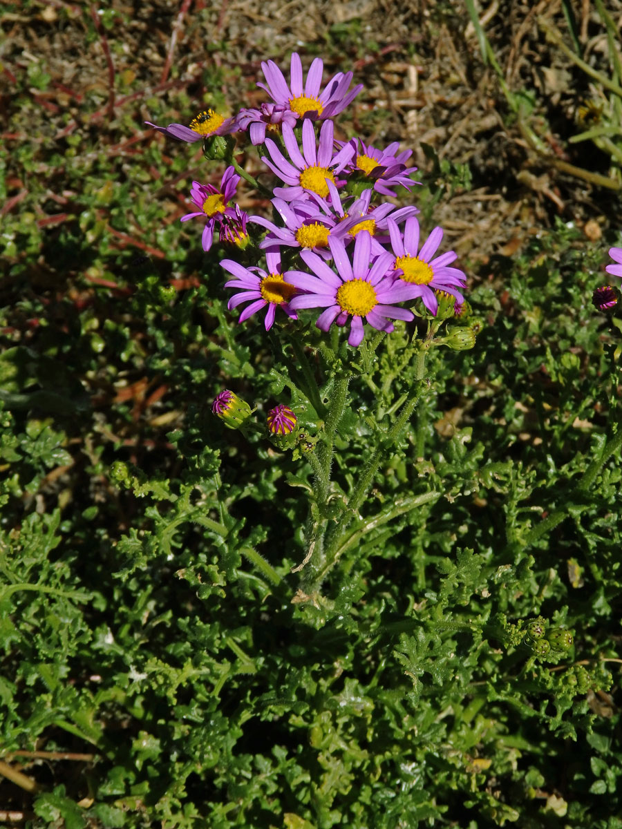 Starček (Senecio elegans L.)