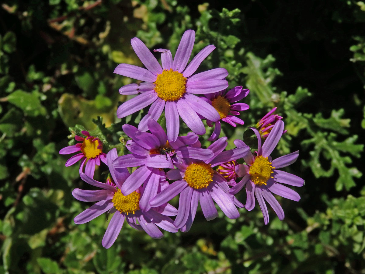 Starček (Senecio elegans L.)