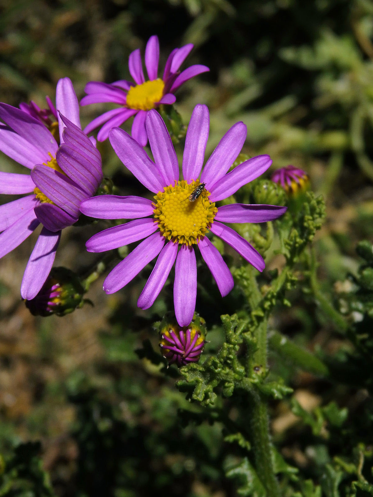 Starček (Senecio elegans L.)