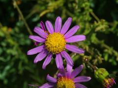 Starček (Senecio elegans L.)