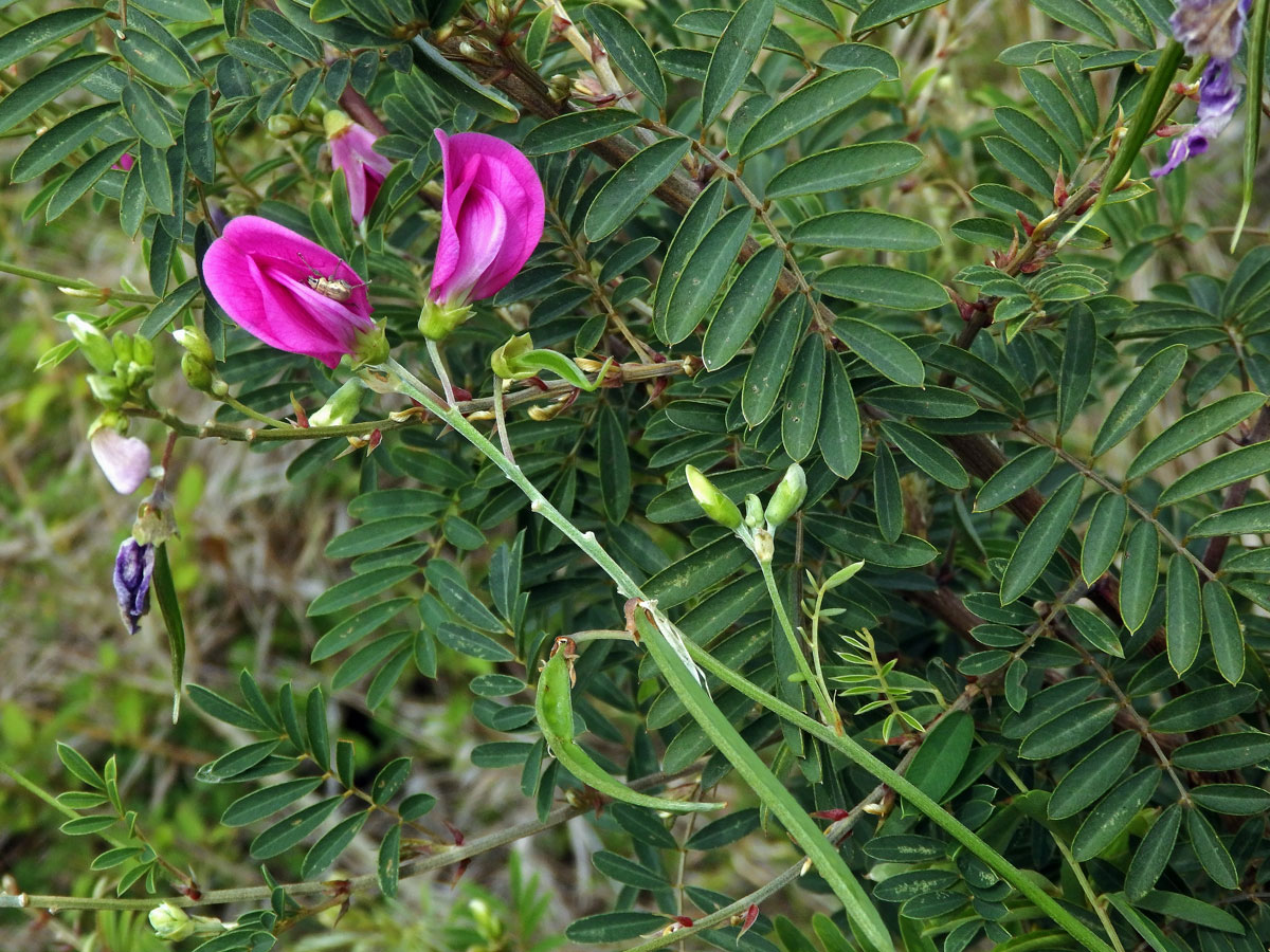 Hypocalyptus coluteoides (Lam.) R. Dahlgren