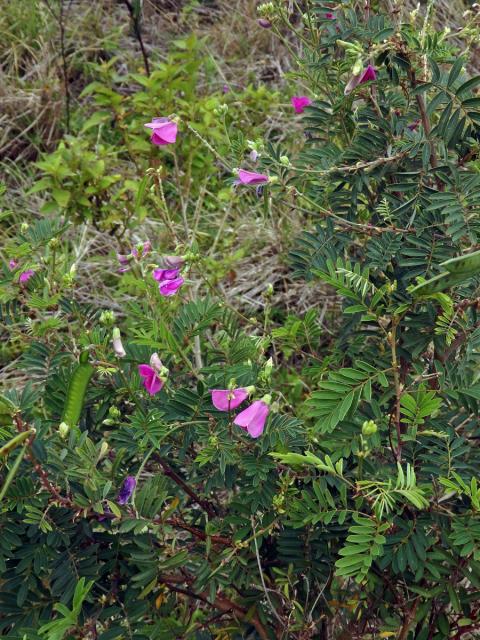 Hypocalyptus coluteoides (Lam.) R. Dahlgren