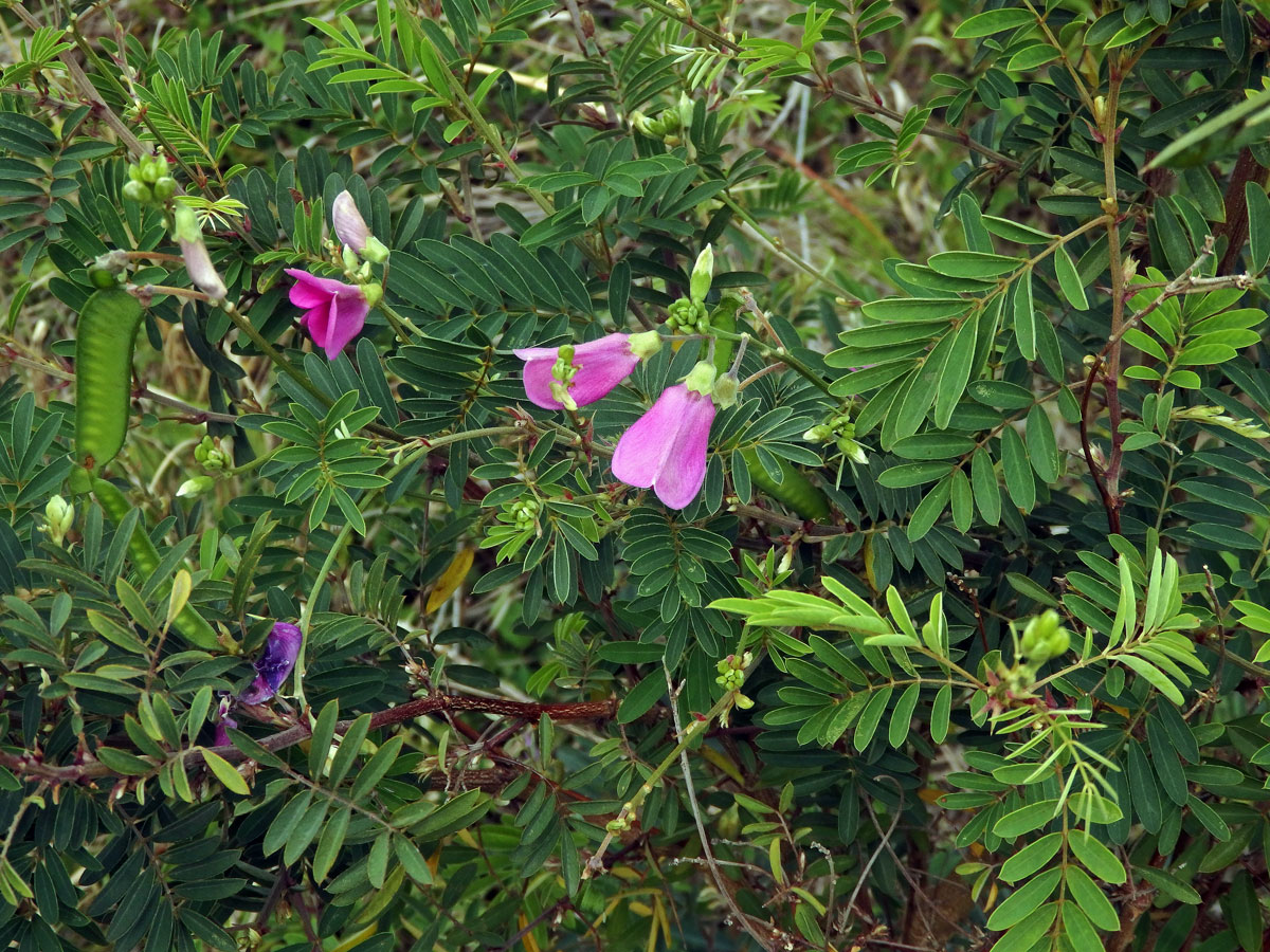 Hypocalyptus coluteoides (Lam.) R. Dahlgren