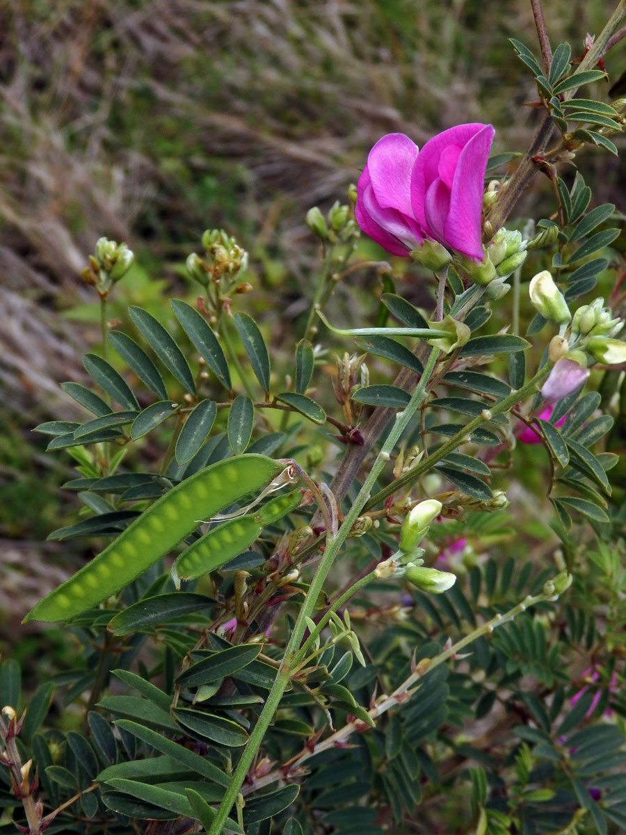 Hypocalyptus coluteoides (Lam.) R. Dahlgren