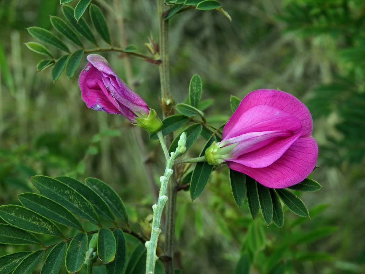 Hypocalyptus coluteoides (Lam.) R. Dahlgren