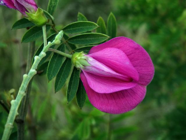 Hypocalyptus coluteoides (Lam.) R. Dahlgren