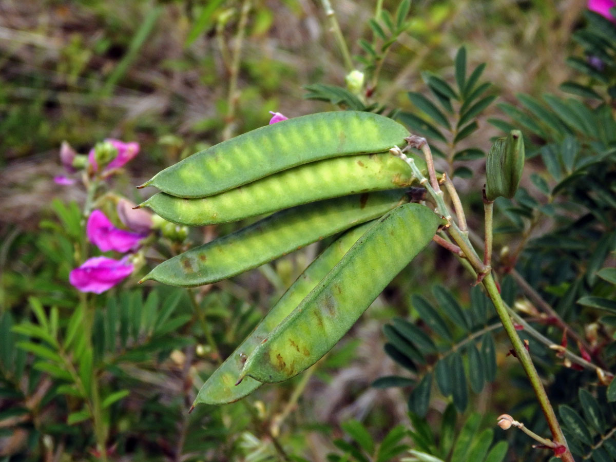 Hypocalyptus coluteoides (Lam.) R. Dahlgren