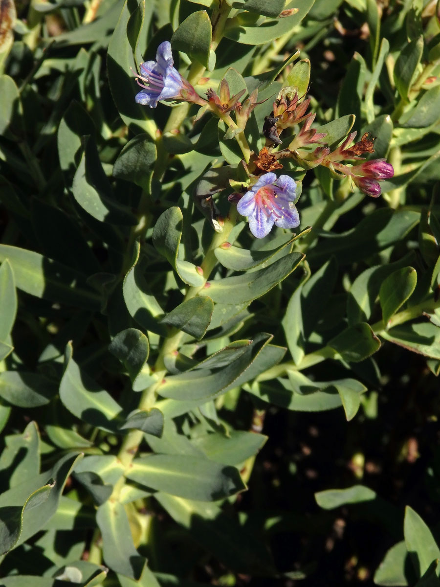 Lobostemon glaucophyllus (Jacq.) H. Buek