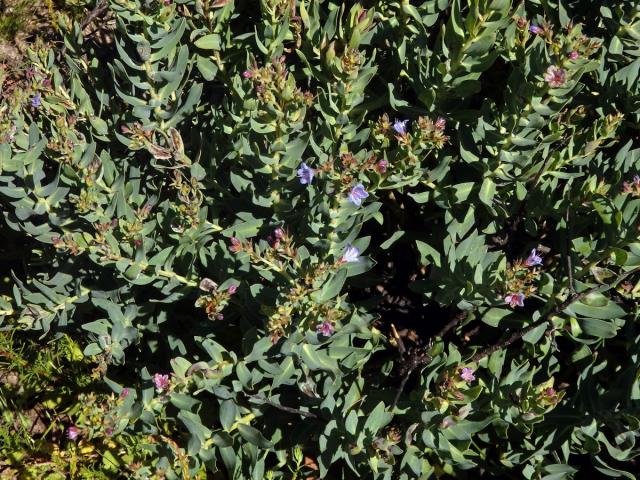 Lobostemon glaucophyllus (Jacq.) H. Buek