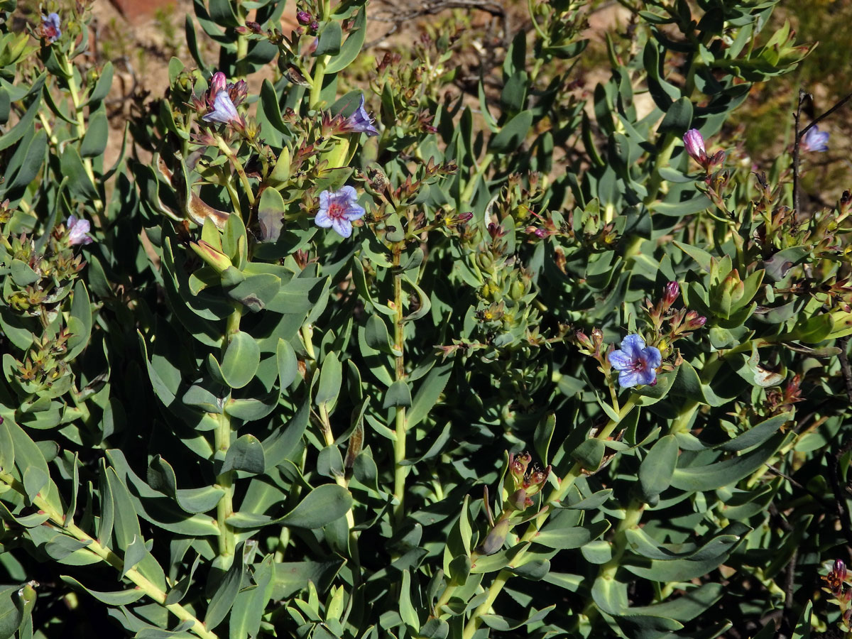 Lobostemon glaucophyllus (Jacq.) H. Buek