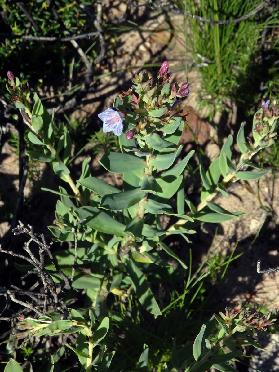 Lobostemon glaucophyllus (Jacq.) H. Buek