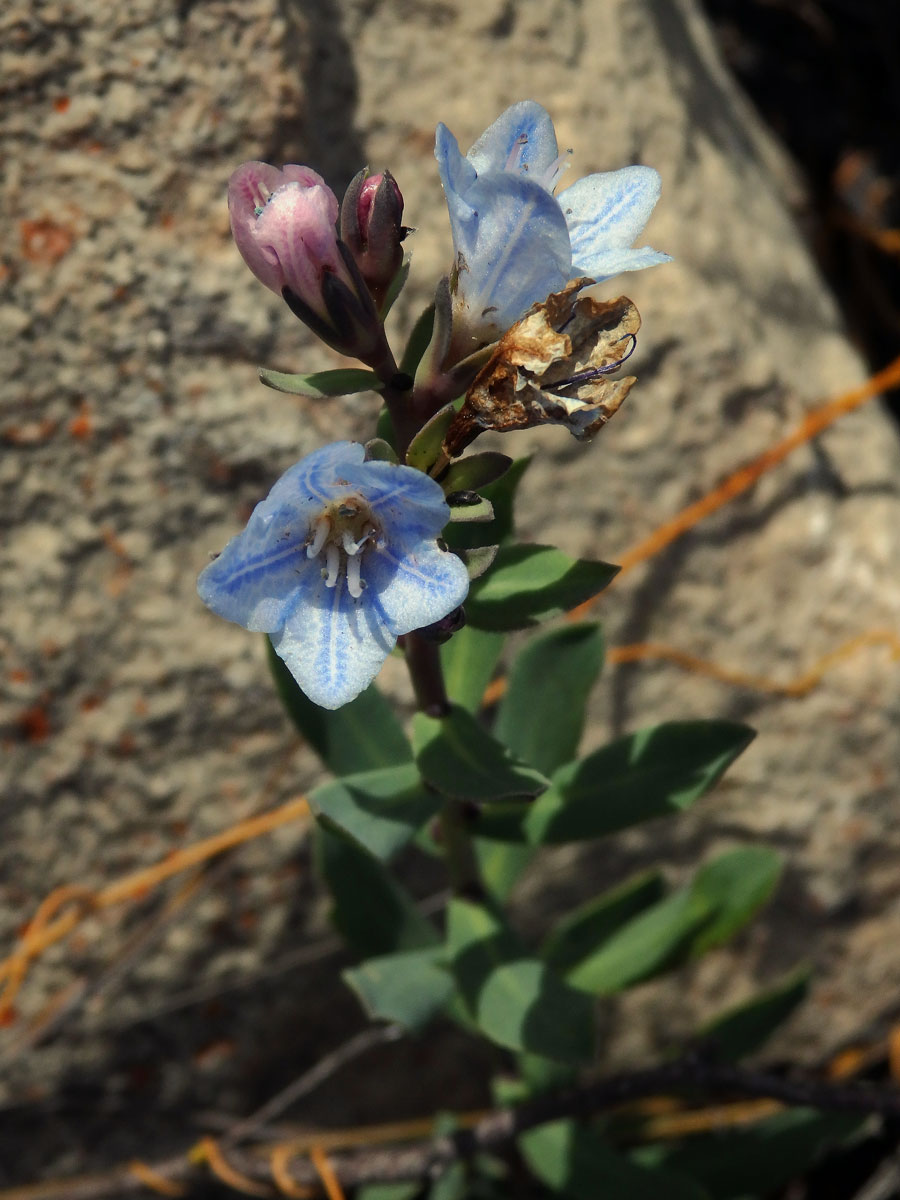 Lobostemon glaucophyllus (Jacq.) H. Buek