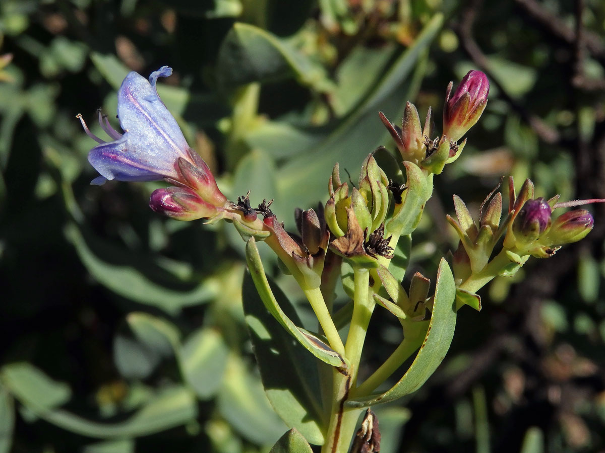 Lobostemon glaucophyllus (Jacq.) H. Buek