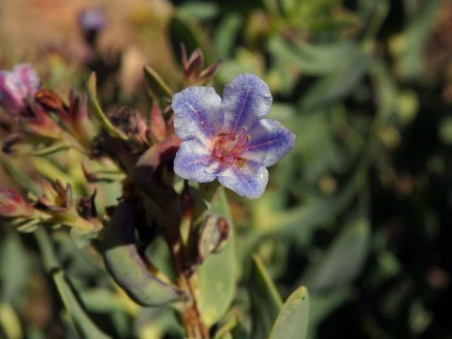 Lobostemon glaucophyllus (Jacq.) H. Buek