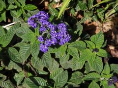 Otočník stromovitý (Heliotropium arborescens L.)     