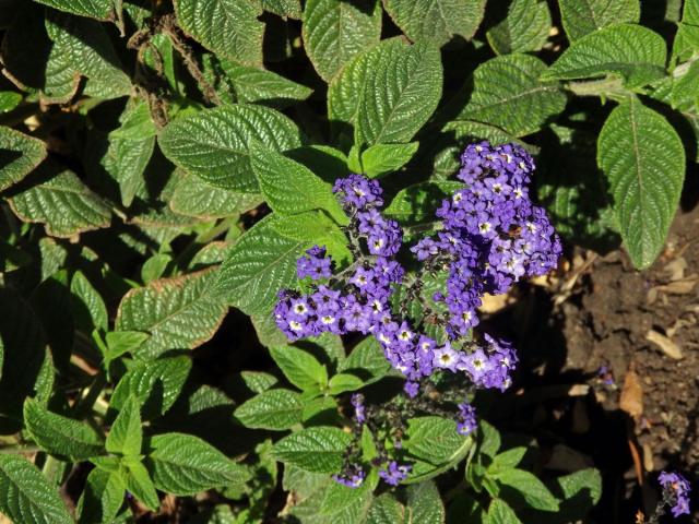 Otočník stromovitý (Heliotropium arborescens L.)