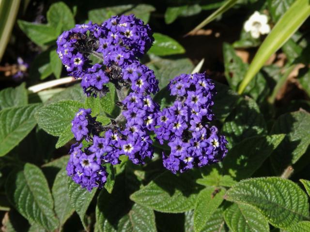 Otočník stromovitý (Heliotropium arborescens L.)