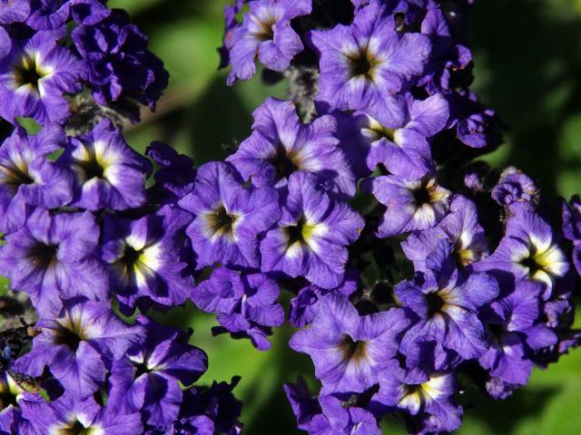 Otočník stromovitý (Heliotropium arborescens L.)