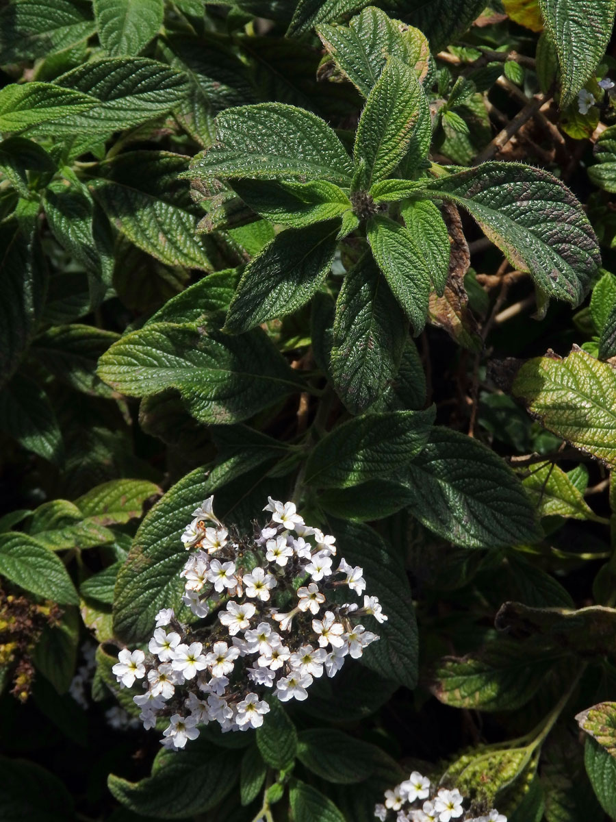 Otočník stromovitý (Heliotropium arborescens L.)