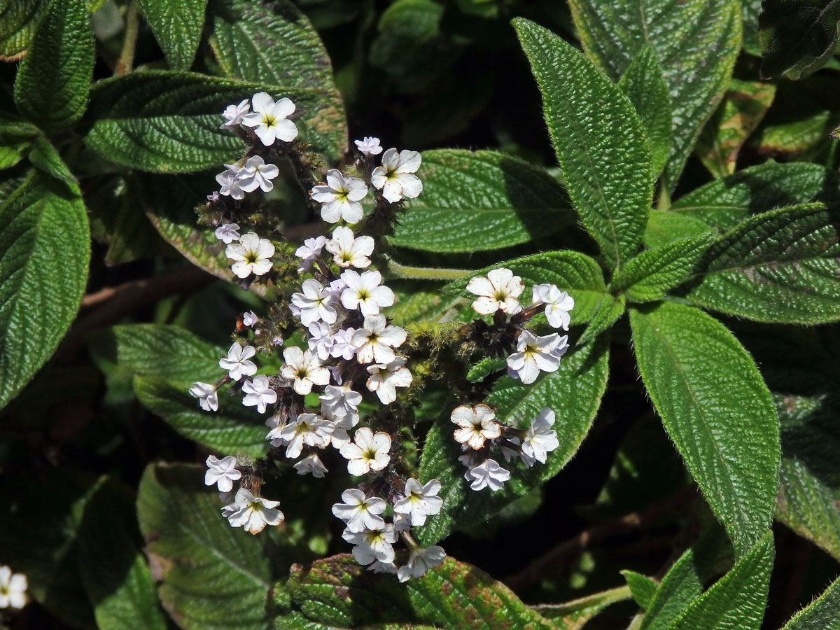 Otočník stromovitý (Heliotropium arborescens L.)