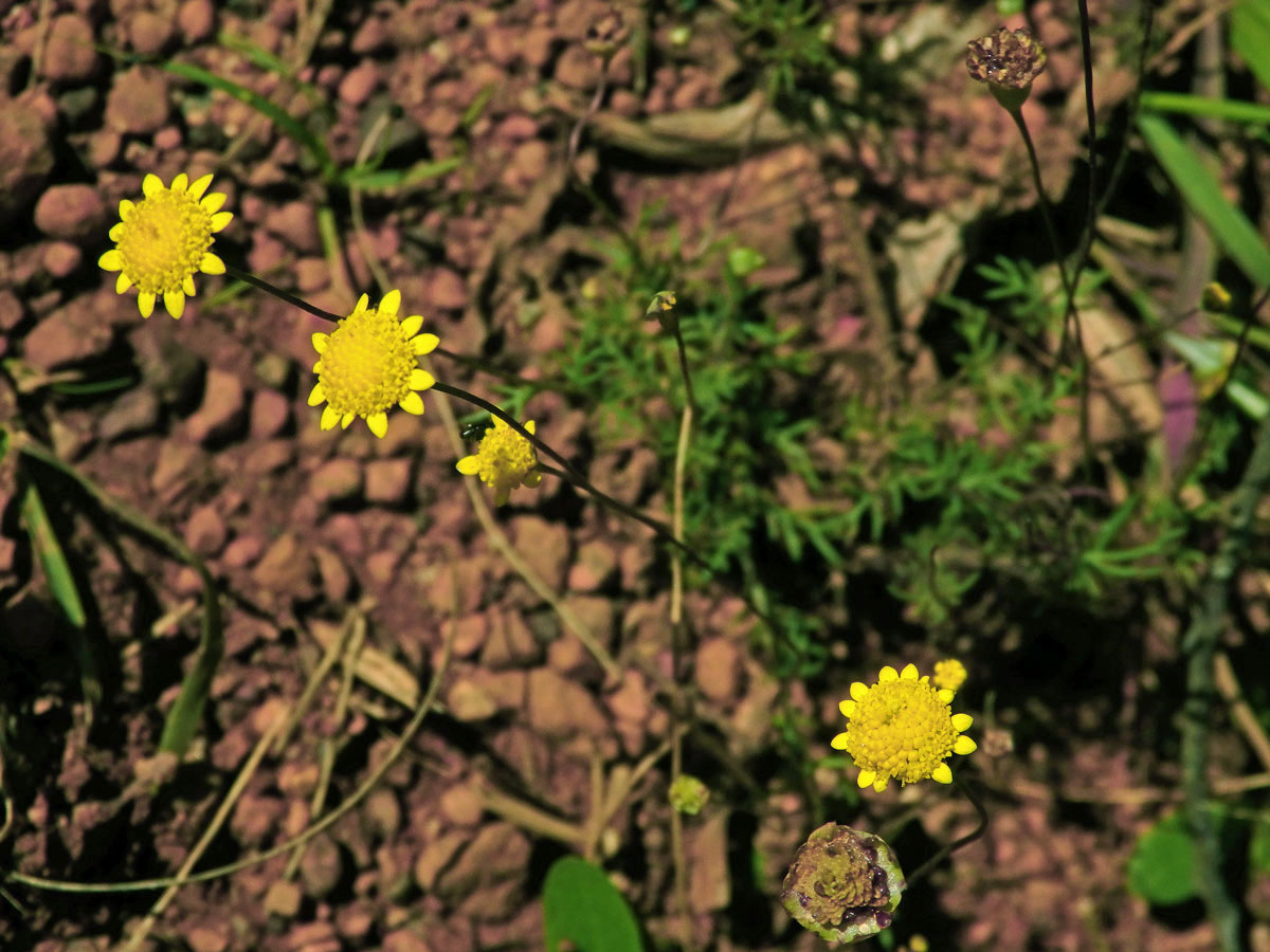 Mechovec (Cotula turbinata L.)