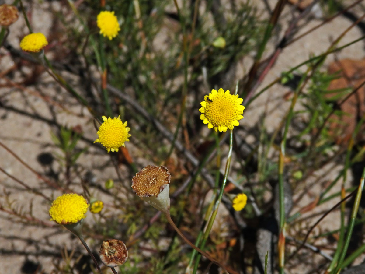 Mechovec (Cotula turbinata L.)